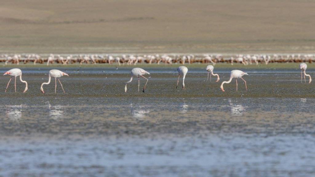 Flamingoların göçü başladı... Tuz Gölü'nün misafirlerinden 12 harika kare... 5