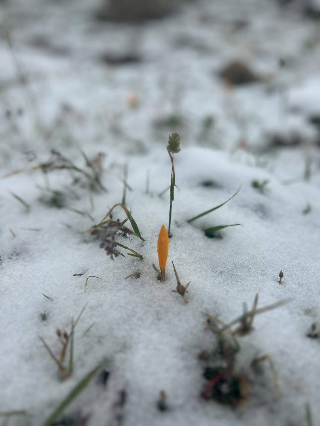 Doğu Karadeniz'de mevsimin ilk karı düştü 8