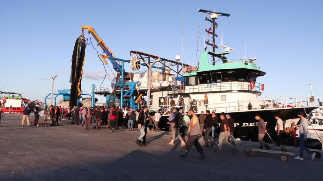 Marmara Denizi'nde hamsi bolluğu: Geçen yıla oranla 2 kat arttı 12