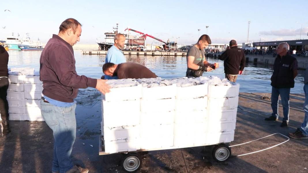 Marmara Denizi'nde hamsi bolluğu: Geçen yıla oranla 2 kat arttı 13