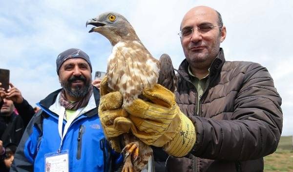 Türkiye’de 12 çift kaldığı tahmin edilen bozkır kartalları için yeni eylem planı 1