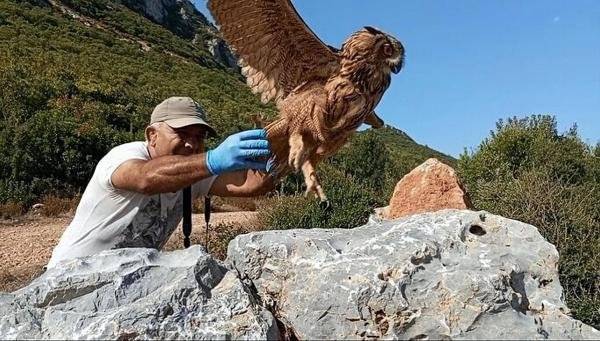 Türkiye’de 12 çift kaldığı tahmin edilen bozkır kartalları için yeni eylem planı 7