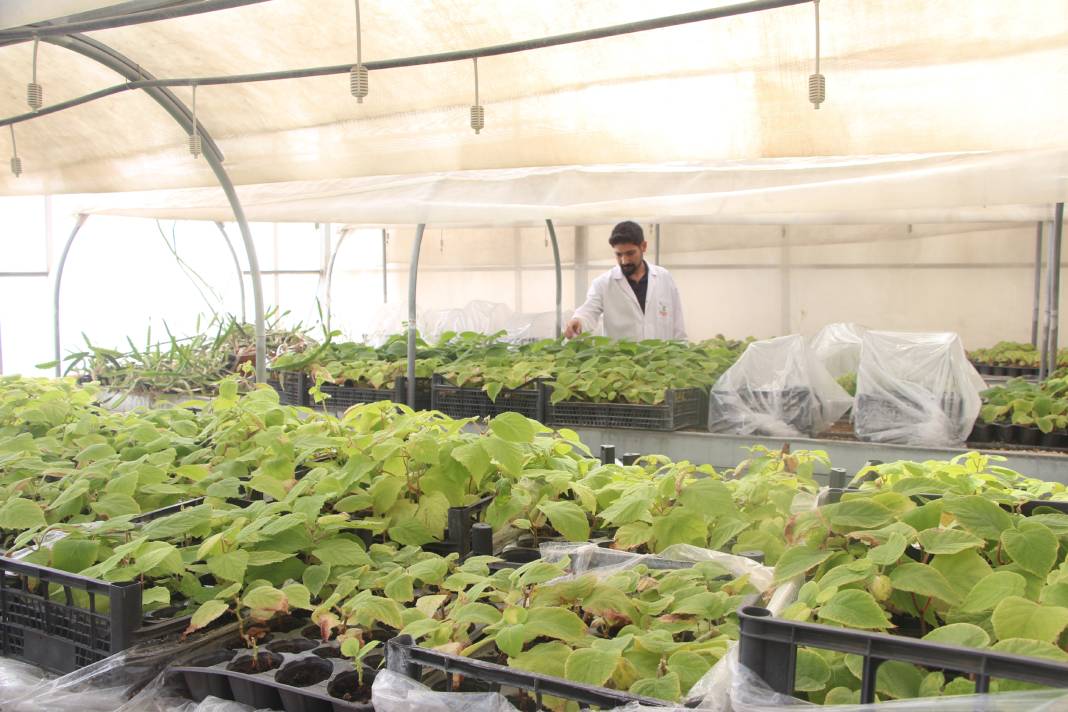 Bitki klonlama: Hastalığa ve kuraklığa dayanıklı bitkiler üretiliyor 2