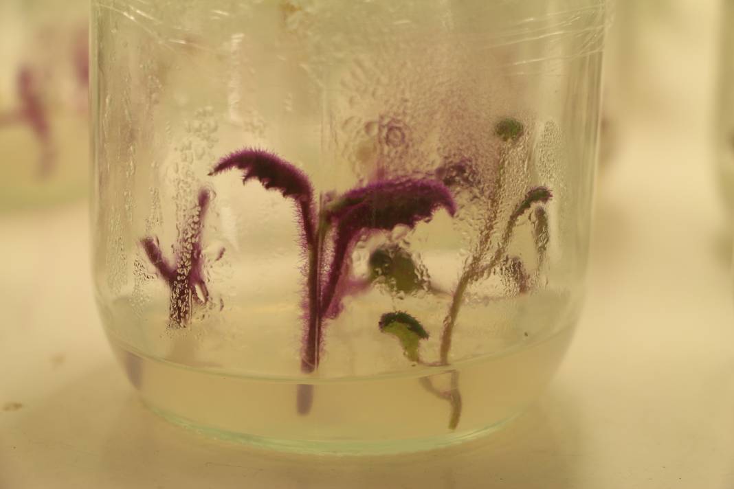 Bitki klonlama: Hastalığa ve kuraklığa dayanıklı bitkiler üretiliyor 9