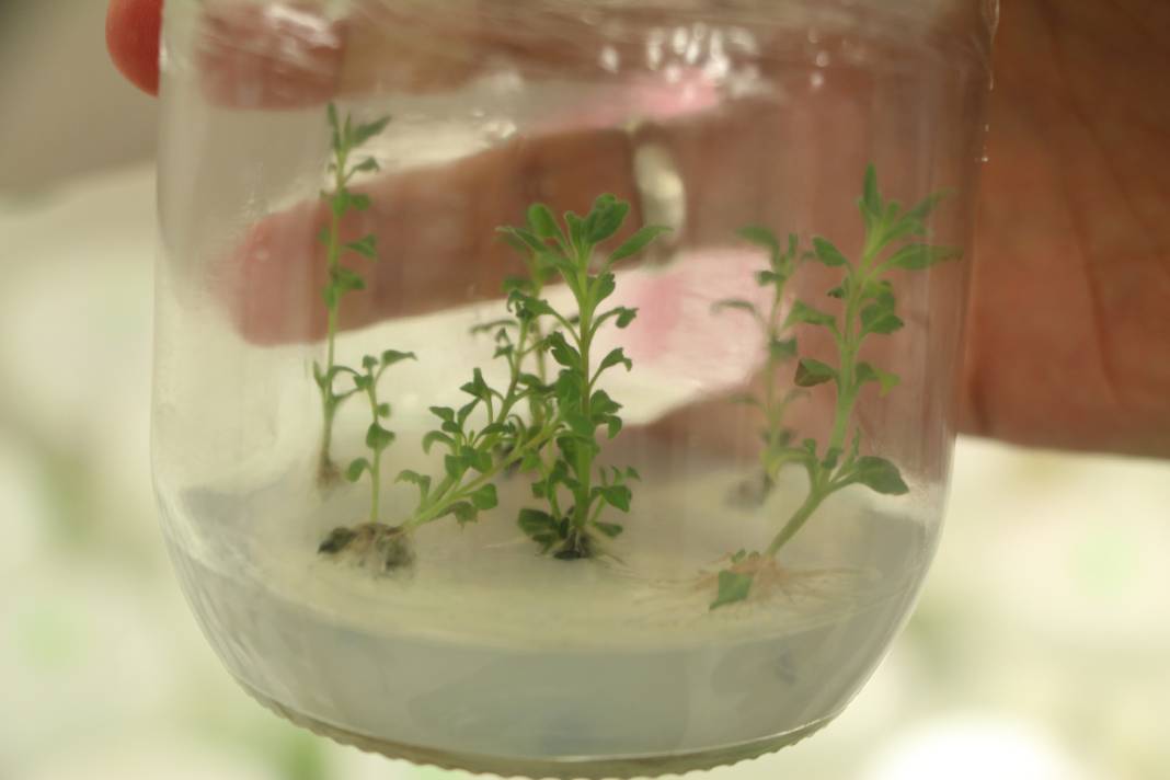 Bitki klonlama: Hastalığa ve kuraklığa dayanıklı bitkiler üretiliyor 7