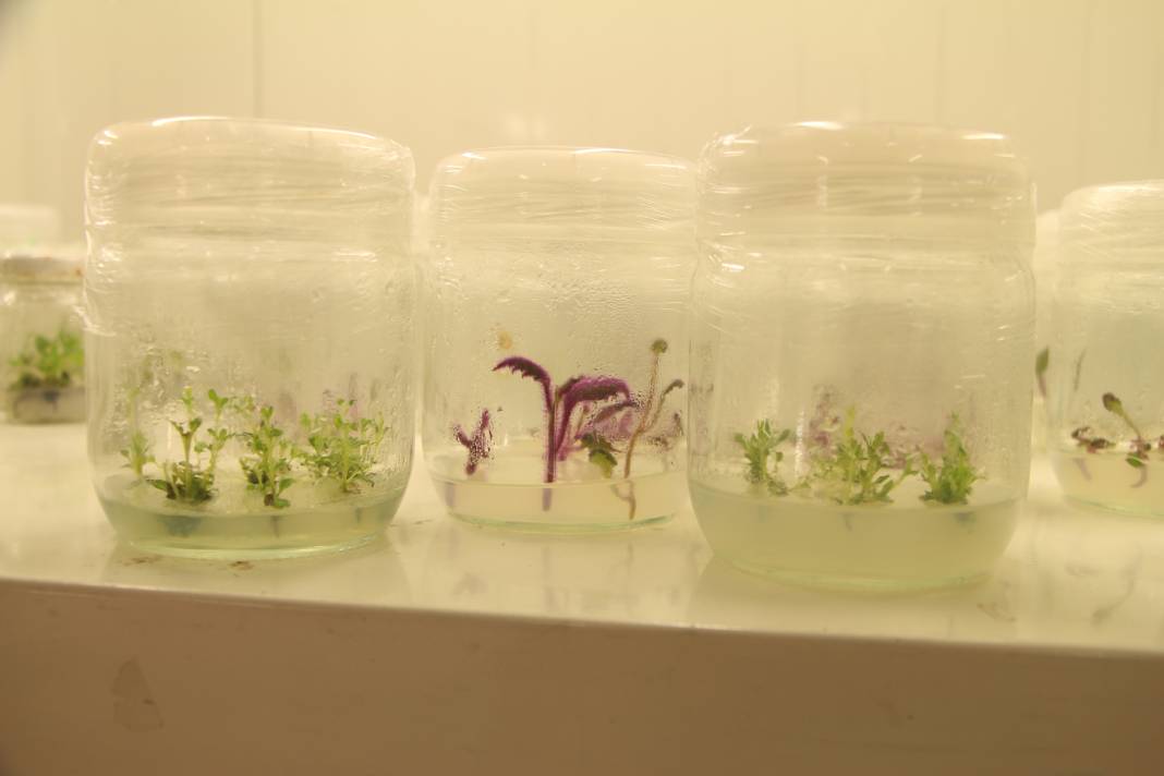 Bitki klonlama: Hastalığa ve kuraklığa dayanıklı bitkiler üretiliyor 5