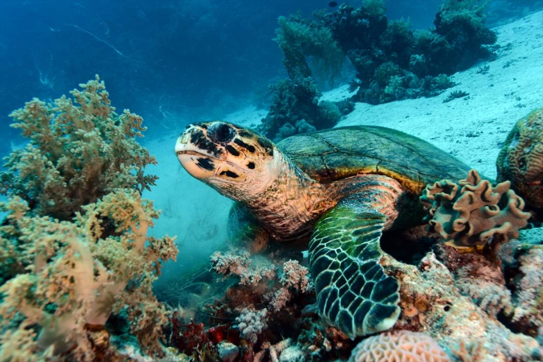 Kızıldeniz'deki deniz kaplumbağaları adeta görsel şölen sunuyor... 9