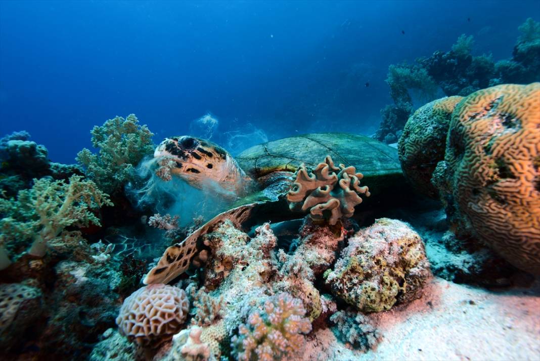 Kızıldeniz'deki deniz kaplumbağaları adeta görsel şölen sunuyor... 10