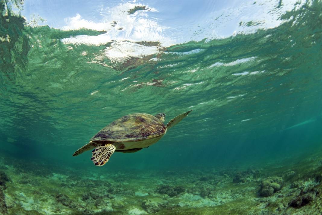 Kızıldeniz'deki deniz kaplumbağaları adeta görsel şölen sunuyor... 11