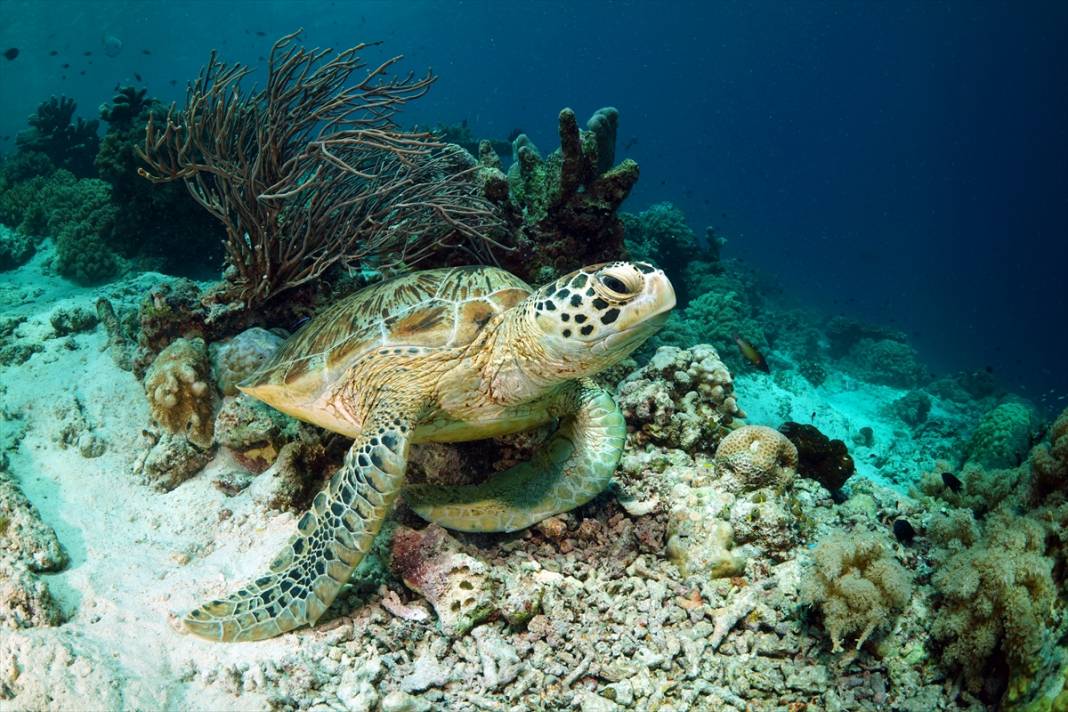 Kızıldeniz'deki deniz kaplumbağaları adeta görsel şölen sunuyor... 7