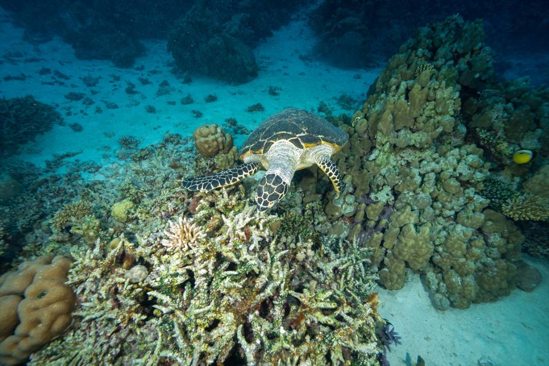 Kızıldeniz'deki deniz kaplumbağaları adeta görsel şölen sunuyor... 6