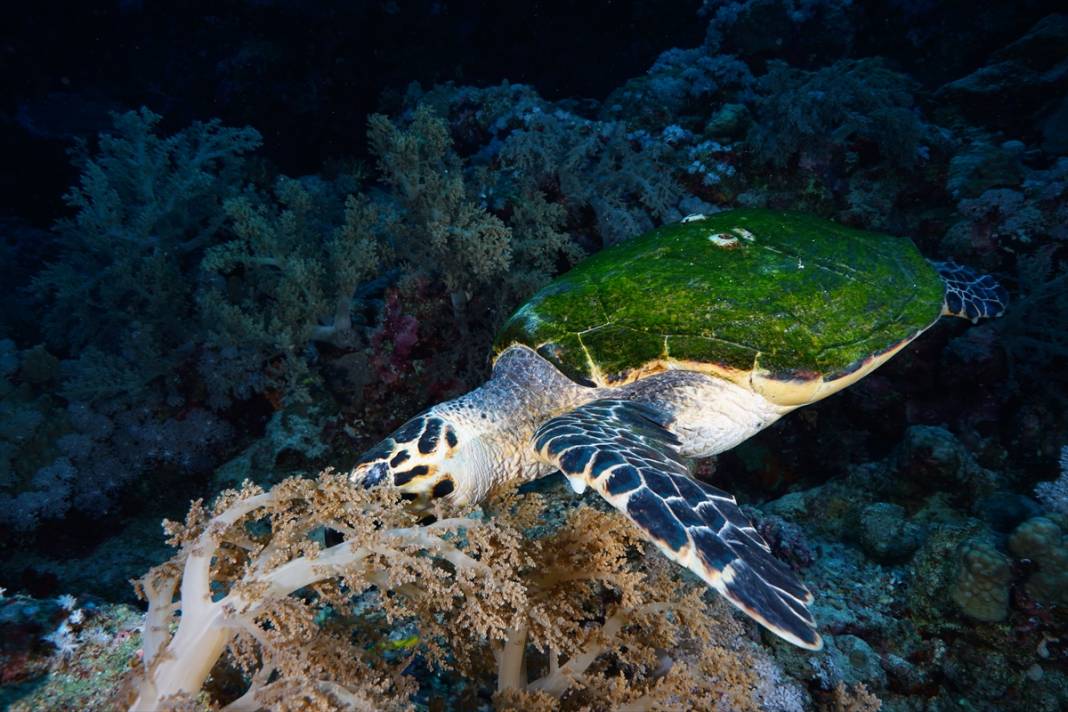Kızıldeniz'deki deniz kaplumbağaları adeta görsel şölen sunuyor... 4