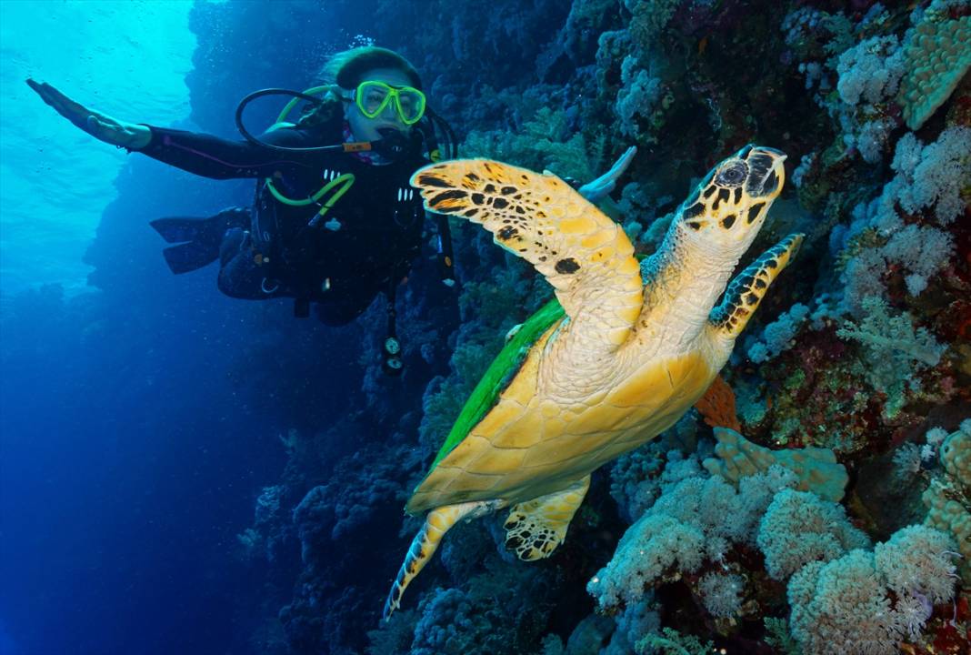 Kızıldeniz'deki deniz kaplumbağaları adeta görsel şölen sunuyor... 1