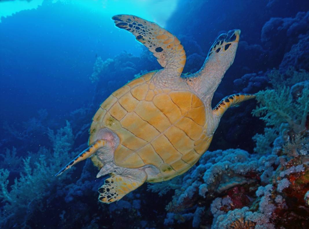 Kızıldeniz'deki deniz kaplumbağaları adeta görsel şölen sunuyor... 3