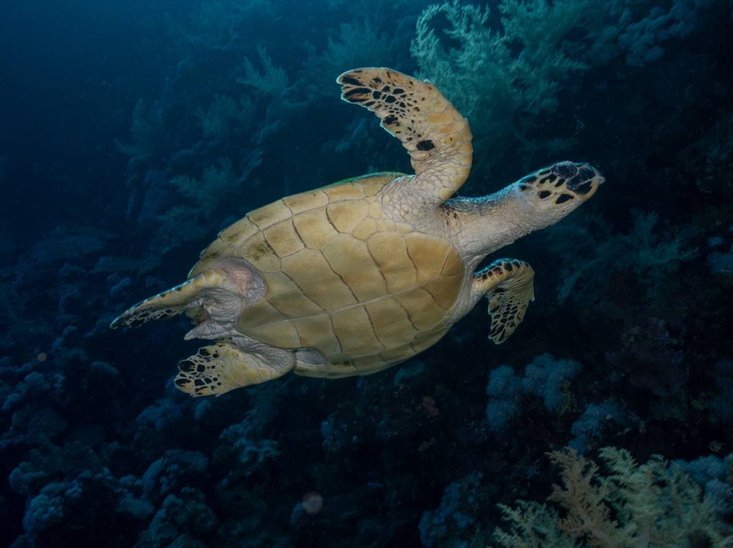 Kızıldeniz'deki deniz kaplumbağaları adeta görsel şölen sunuyor... 2