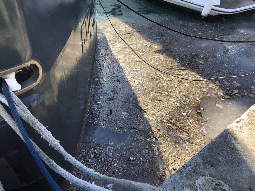 Marmara'da depremden sonra en büyük 2. tehlike: Denizanası işgali 5
