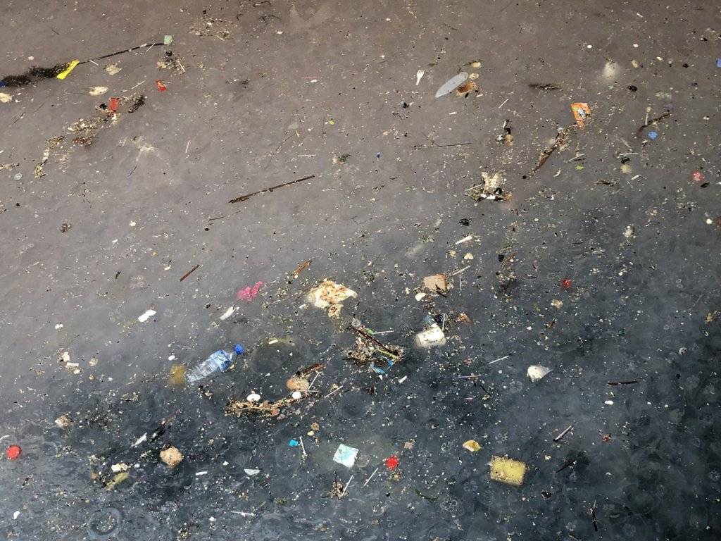 Marmara'da depremden sonra en büyük 2. tehlike: Denizanası işgali 1