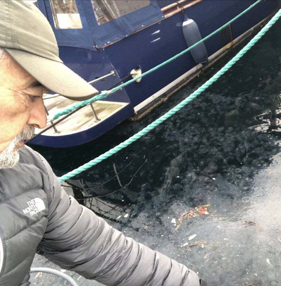 Marmara'da depremden sonra en büyük 2. tehlike: Denizanası işgali 2