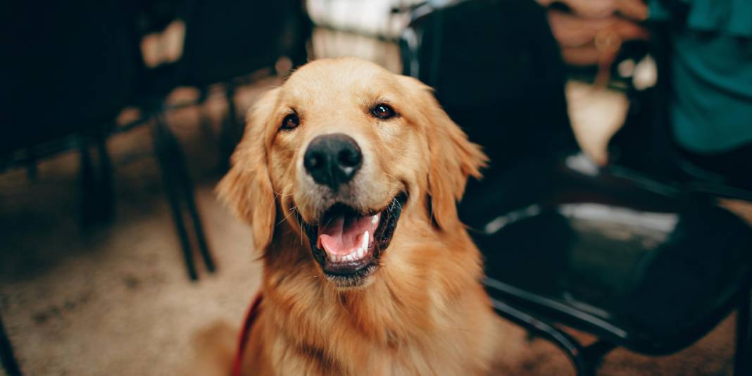 Yöneylem araştırma sordu: Sokak köpekleri uyutulmalı mı? 6