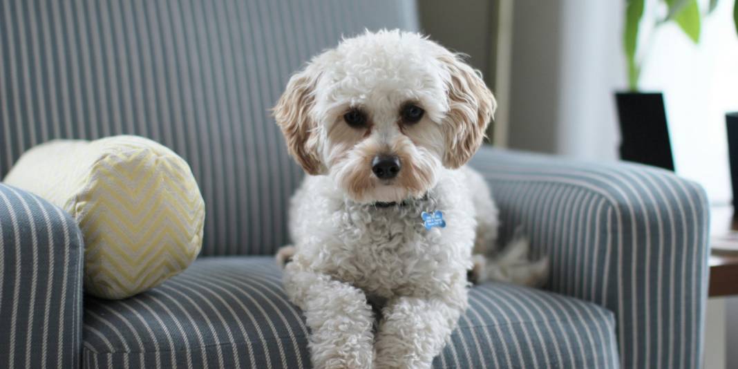 Yöneylem araştırma sordu: Sokak köpekleri uyutulmalı mı? 4