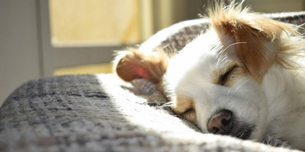 Yöneylem araştırma sordu: Sokak köpekleri uyutulmalı mı? 7