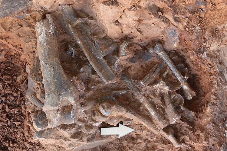 Denizli'de arkeolojik kazı: 9 milyon yıllık 'kılıç dişli' kedi bulundu 3