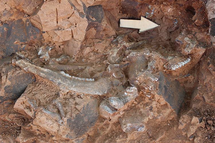 Denizli'de arkeolojik kazı: 9 milyon yıllık 'kılıç dişli' kedi bulundu 5