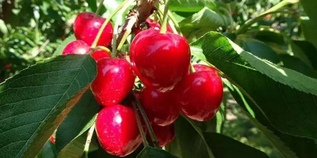 Almanlar Türkiye'den gelen ürünleri daha ucuza tüketiyor 4