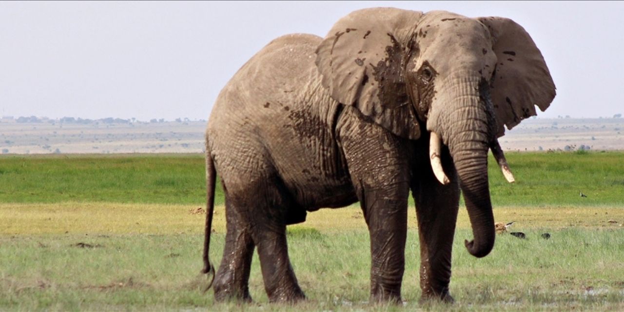 Zimbabve'de kuraklık: 200 fil kesilip, eti halka dağıtılacak