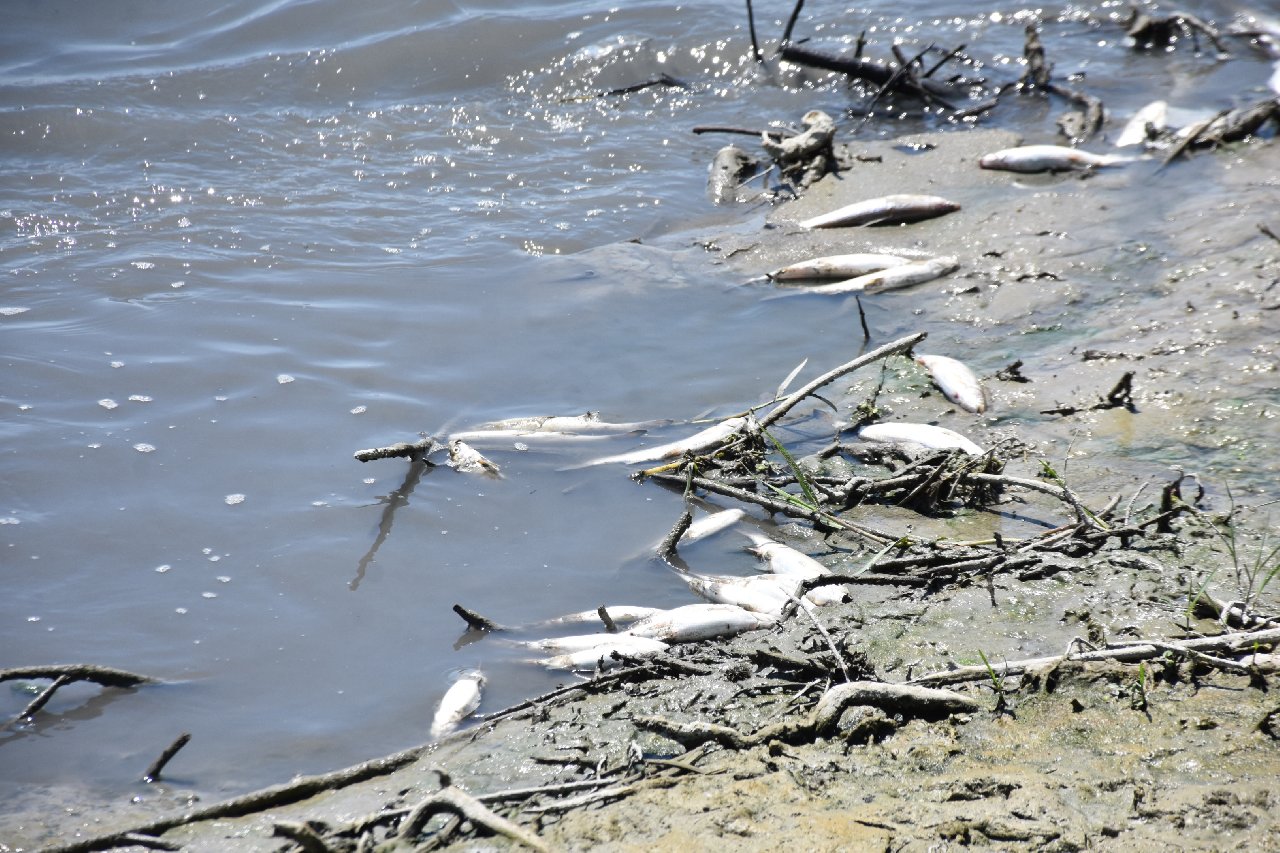 Karakaya Barajı'nda balık ölümleri tedirgin etti