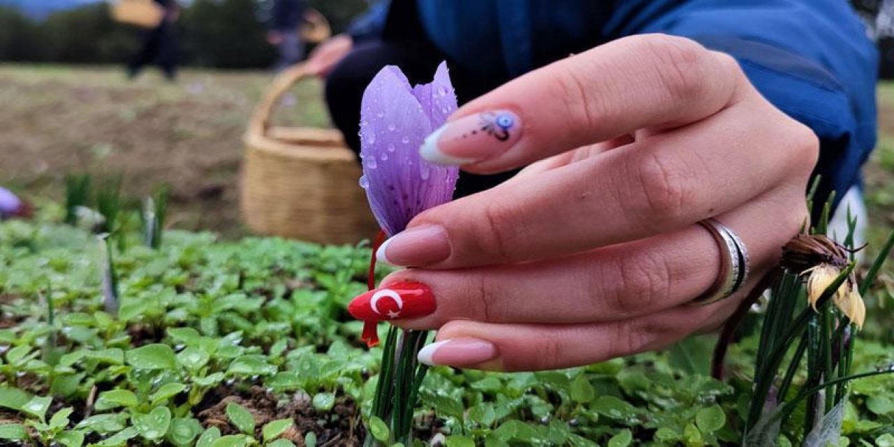 Dünyanın en pahalı bitkisi için harekete geçildi! O ilde yetiştirilecek