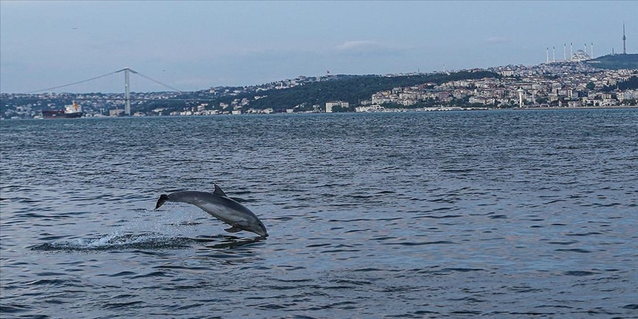 İstanbul Boğazı'nın simgesi afalina yunusları açlıktan zayıfladı