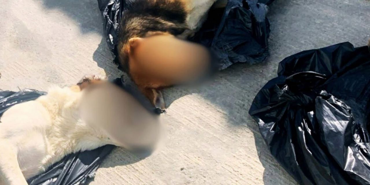 Gebze’de katliam: Barınağa götürülen 30 köpek ve 13 kedi zehirlenerek öldürüldü