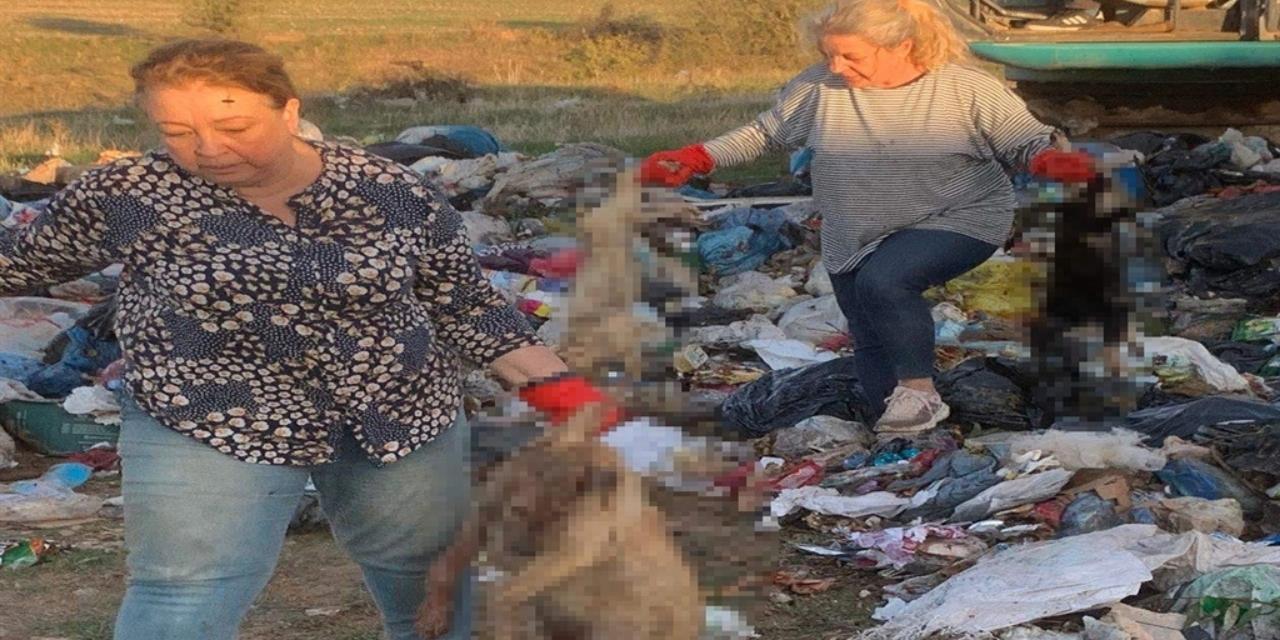 Kırklareli'de barınakta 17 kedi ve köpek öldü