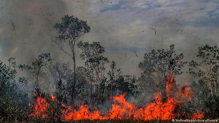 Amazonlar yakılarak yok ediliyor
