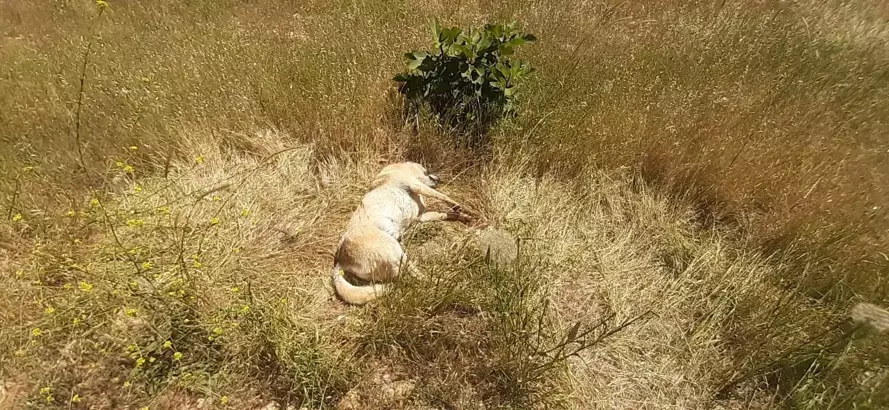 7 yavru köpeğin cansız bedenine ulaşıldı