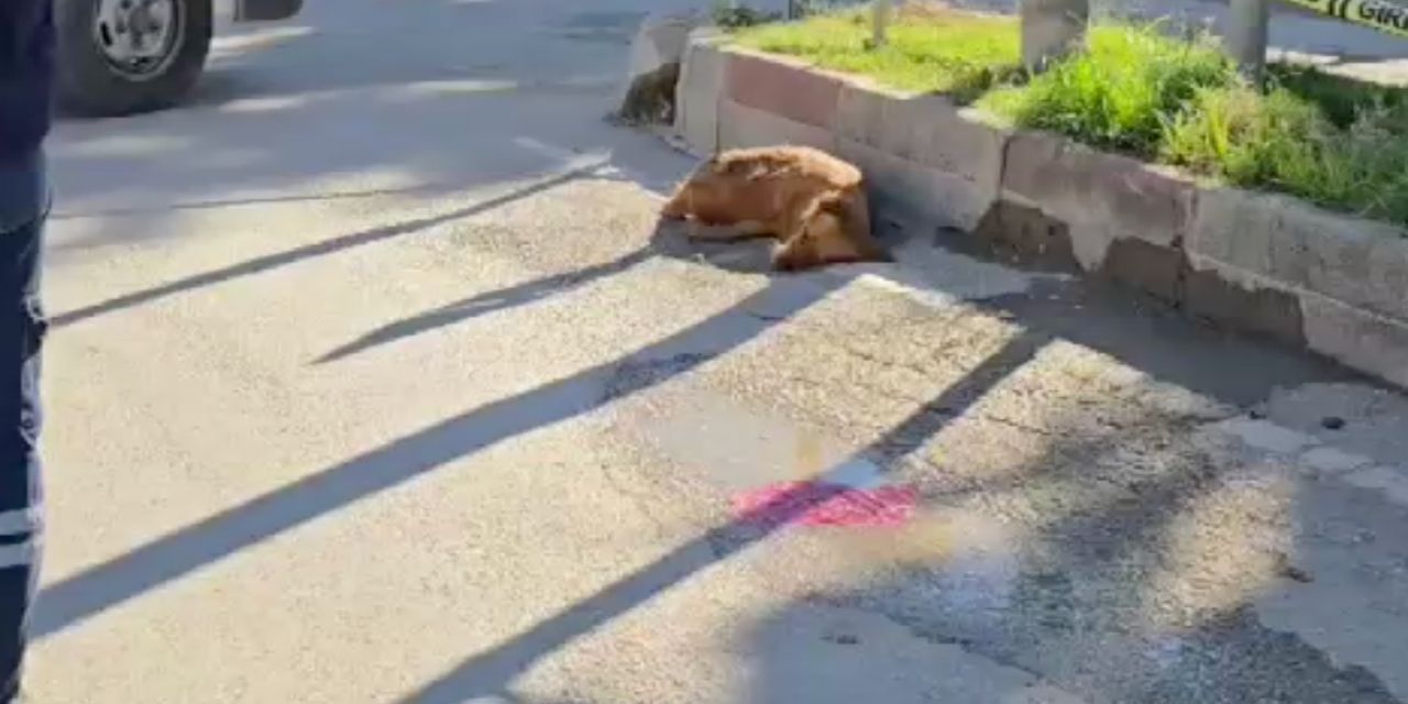 Su içen köpek trafik ışıklarının elektrik akımına kapılarak öldü