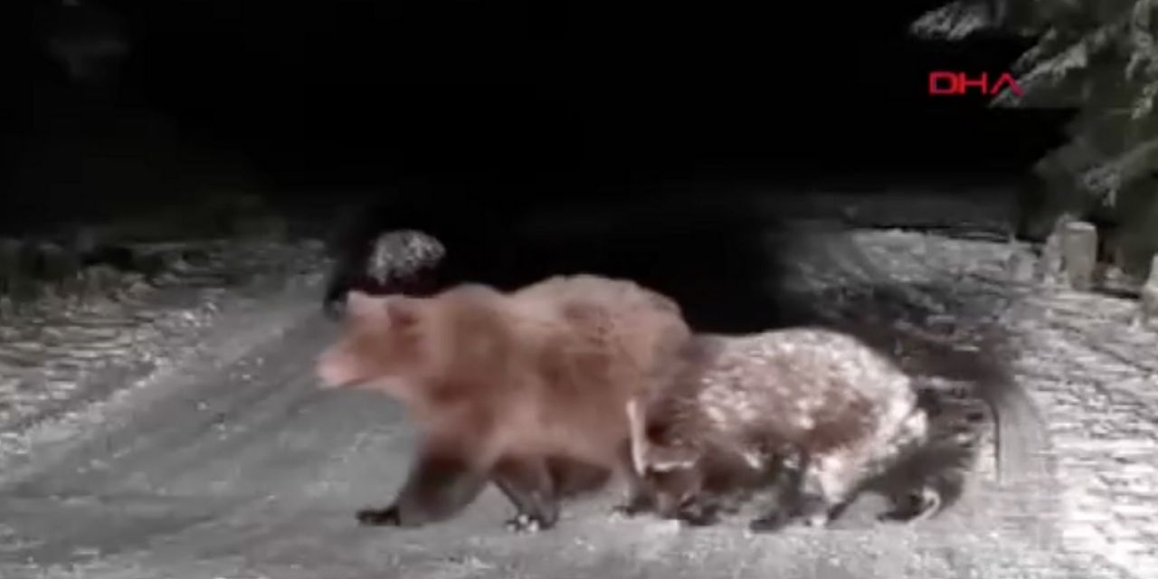 Bolu'da karla oynayan anne ayı ve yavruları kameraya yansıdı