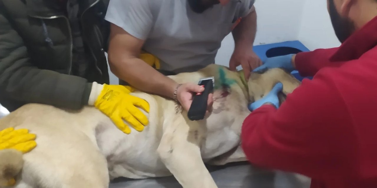 Kayseri'de silahla vurulan köpek tedaviye alındı