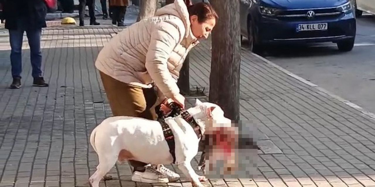 Kediyi öldüren köpeğin sahibi kadın tutuklandı