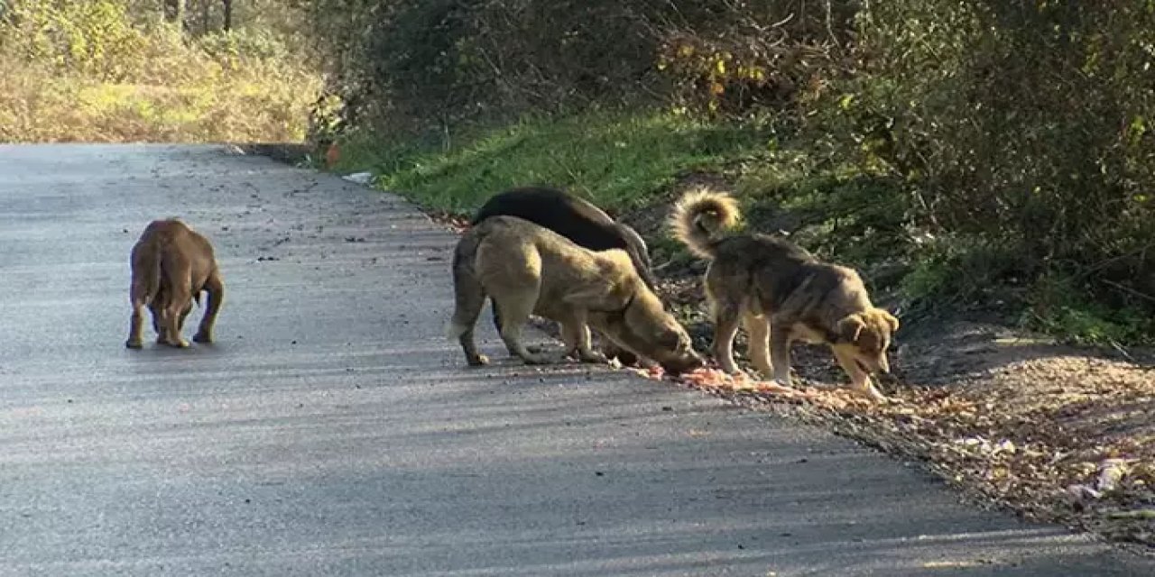 Köpeklerin saldırdığı 12 yaşındaki çocuk hayatını kaybetti