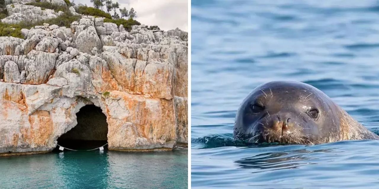 Antalya'da 'Akdeniz foklarının yatak odası' olan 2 mağaraya zincirli koruma