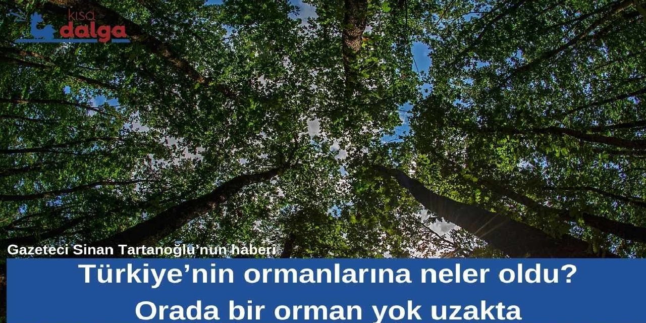 Araştırma dosyası | Türkiye’nin ormanlarına neler oldu? Orada bir orman yok uzakta