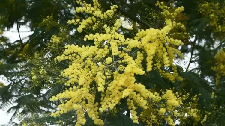 Adalar'da Mimoza Festivali “Mimofest” başladı