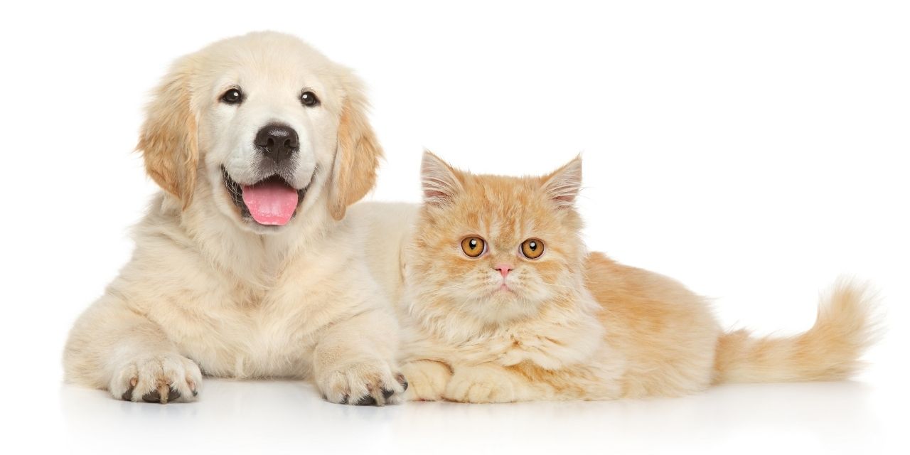 Kedi ve köpekler için çiplenme süresi uzatıldı