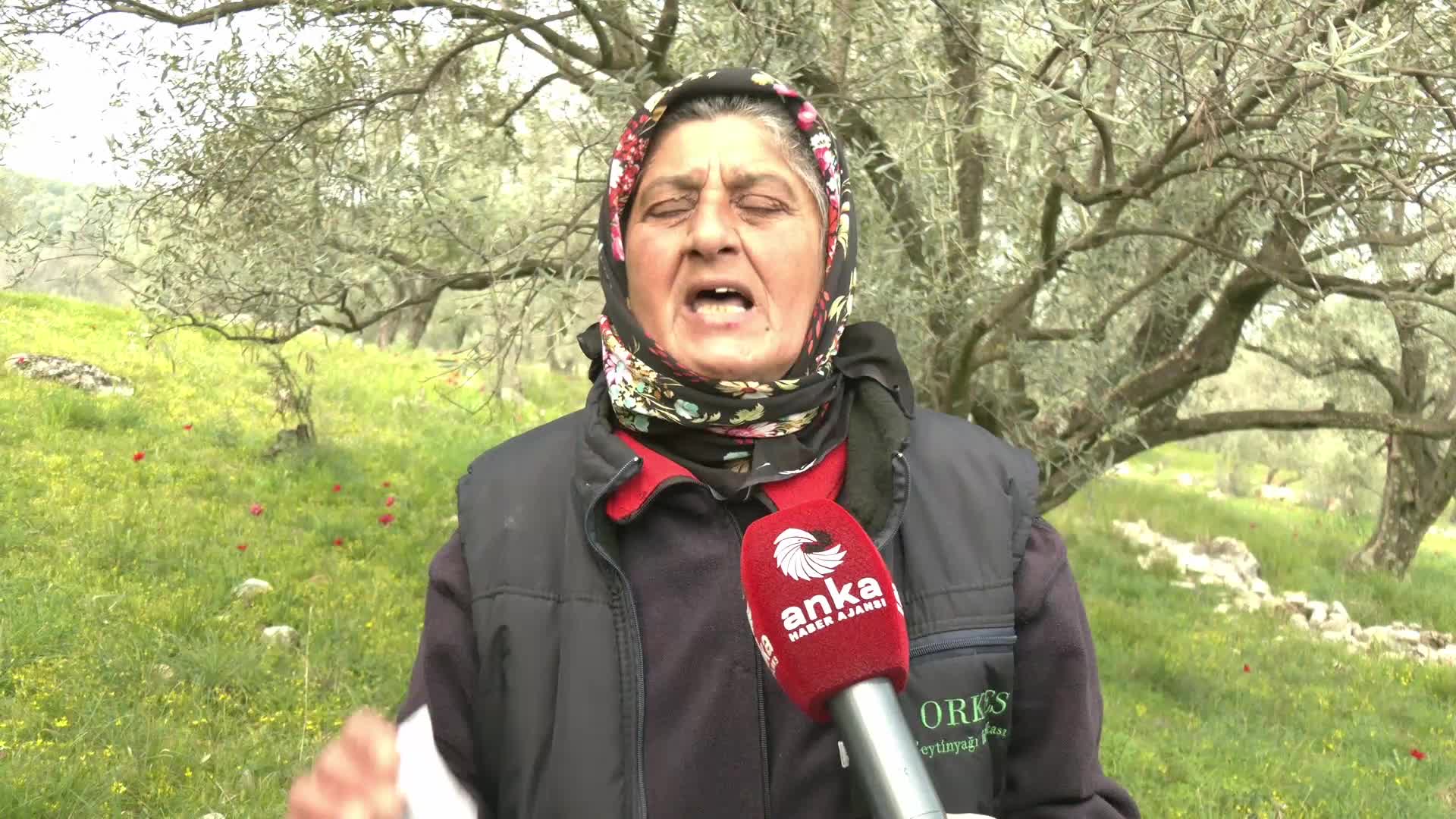 Tireliler ağaç kıyımına isyan ediyor: “Karnımız burada doyuyor"