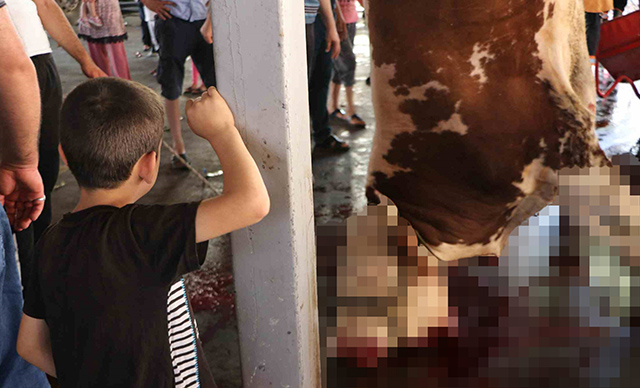 Antep’te kurban kesimi çocuklara izlettirildi