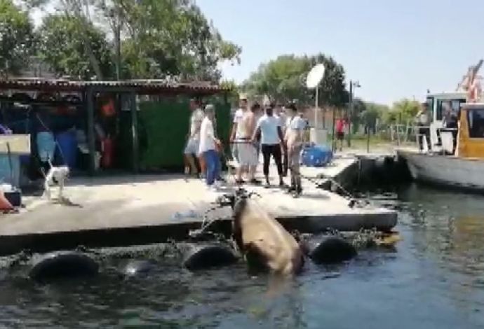 Dana Kasımpaşa’da denize kaçtı, Balat’tan çıkartıldı
