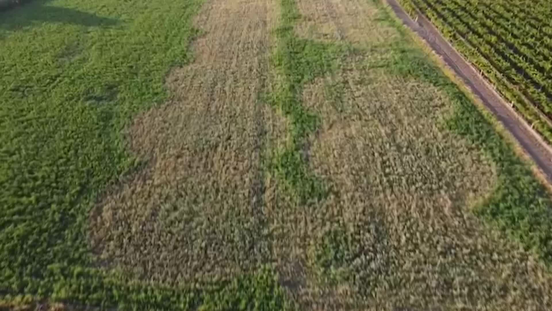 Manisa'da DSİ kanalından çekilen su tarlayı kuruttu