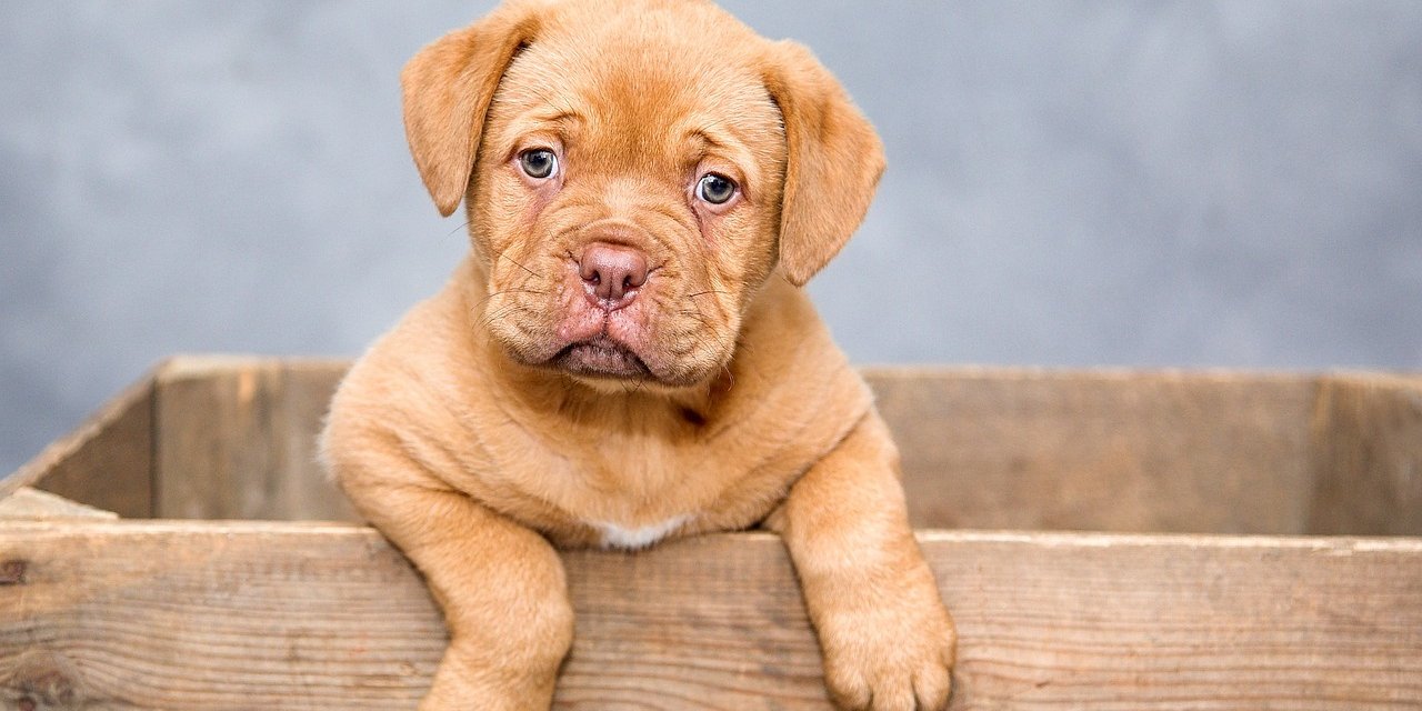 Dört Ayaklı Dostlarımızla Burç Uyumu! Köpeklerin En İyi Anlaştığı 4 Burç Belli Oldu!